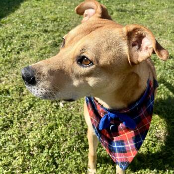 Torreon -  Labrador Retriever Dog for Adoption in Angleton, Texas - Torreon | PetCurious