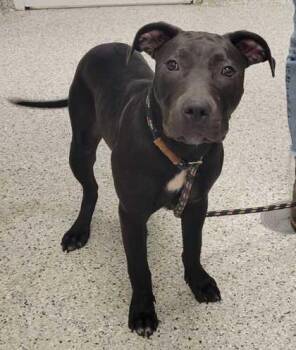 Tia Maria -  Pit Bull Terrier and Mixed Breed Dog for Adoption in Kansas City, Missouri - Tia Maria | PetCurious