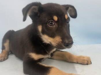 Sugar -  Hound and Mixed Breed Dog for Adoption in Golden Valley, Minnesota - Sugar | PetCurious