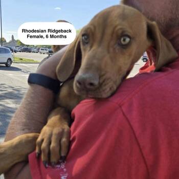 Rhodesian Ridgeback Dogs Available for Adoption in Blue Springs, Missouri - June | PetCurious