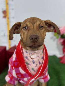 Vizsla and Labrador Retriever Dogs Available for Adoption - Kiara | PetCurious