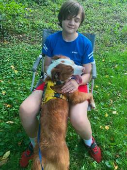 Honey -  Australian Shepherd and Terrier Dog for Adoption in Lewis Center, Ohio - Honey | PetCurious