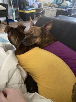 Journey aka Odysseus -  Boston Terrier and Mixed Breed Dog for Adoption in Severance, Colorado - Journey Aka Odysseus | PetCurious