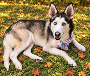 Lilo -  Mixed Breed Dog for Adoption in Hamilton, Ohio - Lilo | PetCurious