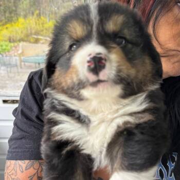 Hound and Mixed Breed Dogs Available for Adoption in Eastford, Connecticut - NY Torin Avail May 9 (Carmel NY Fire Dept) | PetCurious