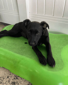 Rescue Pomeranian and Chihuahua Dogs for Adoption in New York, New York - Zuchini | PetCurious