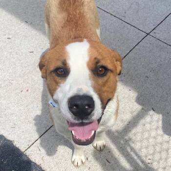 Macho -  Hound and Mixed Breed Dog for Adoption in Burlington, Ontario - Macho | PetCurious