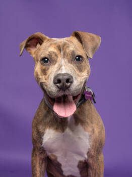 Rescue Mixed Breed Dogs for Adoption in Atlanta, Georgia - Banana Bread | PetCurious