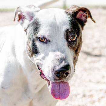 Great Dane Dogs Available for Adoption in Hilton Head Island, South Carolina - Wallen | PetCurious