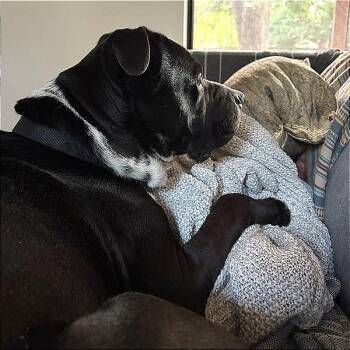 Dreamboat -  American Bulldog Dog for Adoption in Austin, Texas - Dreamboat | PetCurious