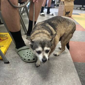 Puppy -  Chihuahua Dog for Adoption in Philadelphia, Pennsylvania - Puppy | PetCurious