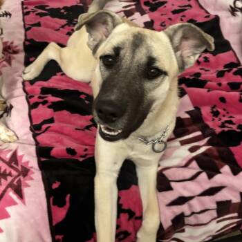 Shepherd Dogs Available for Adoption - Xena | PetCurious