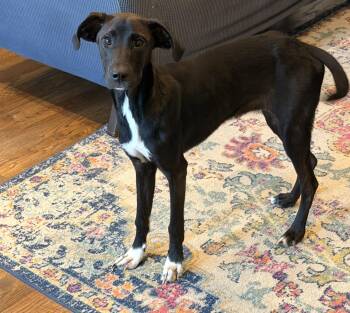 Eleanor -  Great Dane and Shepherd Dog for Adoption in Indian Springs Village, Alabama - Eleanor | PetCurious