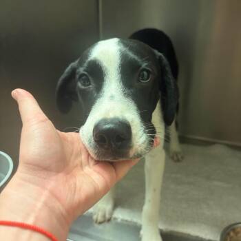 Raymond -  Mixed Breed Dog for Adoption in Independence, Kansas - Raymond | PetCurious