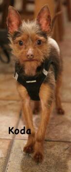 Yorkshire Terrier and Chihuahua Dogs Available for Adoption in Carrollton, Texas - Koda | PetCurious