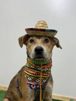 Finn-One of our Amazing Rescue Dogs -  Shepherd and Mixed Breed Dog for Adoption in Carlsbad, California - Finn-One Of Our Amazing Rescue Dogs | PetCurious