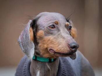 Dachshund Dogs Available for Adoption in Pointe-fortune, Quebec - Salsa | PetCurious