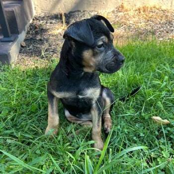 Billie -  Mixed Breed Dog for Adoption in Dayton, Ohio - Billie | PetCurious