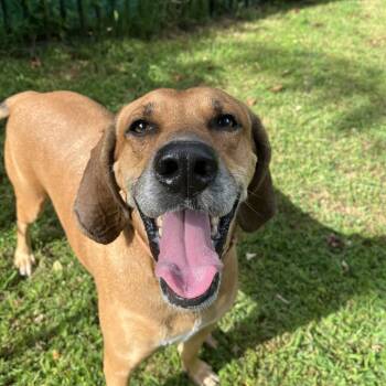 Rescue Hound Dogs for Adoption in Charlottesville, Virginia - Zeke | PetCurious