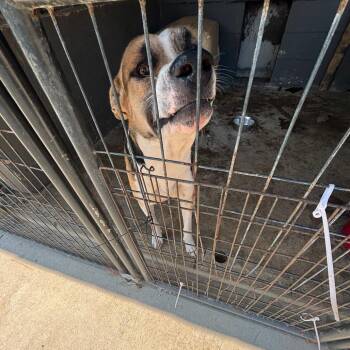 Smiley -  Shepherd Dog for Adoption in Clanton, Alabama - Smiley | PetCurious