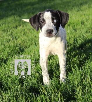 Australian Cattle Dog Blue Heeler Dogs Available for Adoption in Omaha, Nebraska - Raspberry Beret | PetCurious