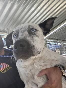 Happy -  Pit Bull Terrier and Australian Cattle Dog Blue Heeler Dog for Adoption in Victorville, California - Happy | PetCurious