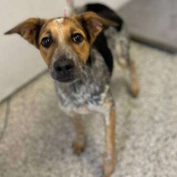Australian Cattle Dog Blue Heeler and Mixed Breed Dogs Available for Adoption in Hattiesburg, Mississippi - Shari | PetCurious