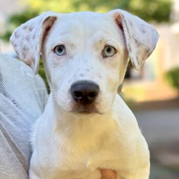 Paisley -  Pointer and Catahoula Leopard Dog Dog for Adoption in Roswell, Georgia - Paisley | PetCurious