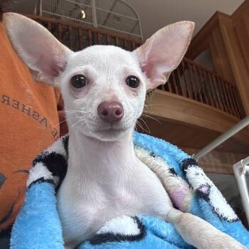 Pop -  Chihuahua and Dachshund Dog for Adoption in Portland, Oregon - Pop | PetCurious