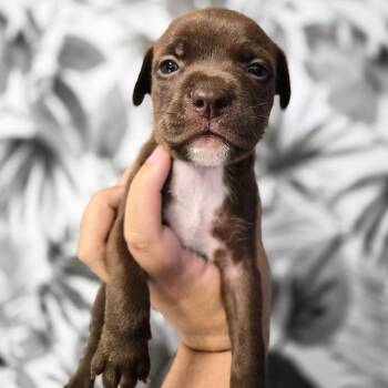 Basset Hound Dogs Available for Adoption in Wahiawa, Hawaii - Lucky | PetCurious