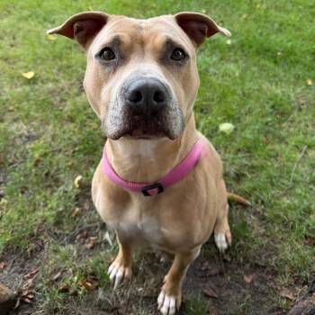 Morning Glory -  Mixed Breed Dog for Adoption in Walker, Michigan - Morning Glory | PetCurious