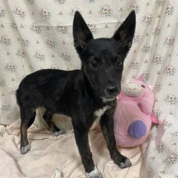 A614620 -  Australian Cattle Dog Blue Heeler and Mixed Breed Dog for Adoption in Modesto, California - A614620 | PetCurious