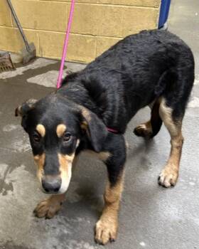 Doberman Pinscher and Collie Dogs Available for Adoption - TEMPERANCE | PetCurious