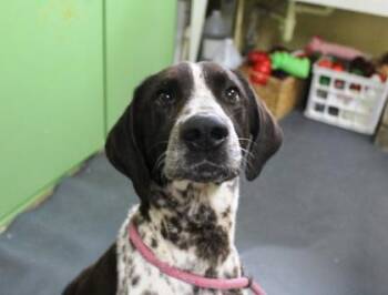 Hound and Pointer Dogs Available for Adoption in Picayune, Mississippi - Dexter | PetCurious