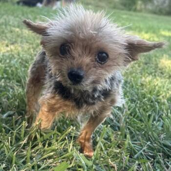 Penny Mae (Dallas) -  Yorkshire Terrier Dog for Adoption in Houston, Texas - Penny Mae (Dallas) | PetCurious