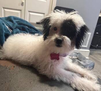 Rescue Yorkie Poo Dogs for Adoption in Hamilton Township, New Jersey - LUNA | PetCurious