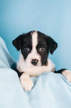 Terrier and Mixed Breed Dogs Available for Adoption in Minneapolis, Minnesota - Dash | PetCurious