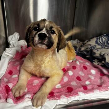 Anatolian Shepherd and Saint Bernard Dogs Available for Adoption in Austin, Texas - Isabella Roma | PetCurious