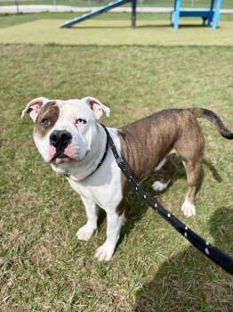 Rescue English Bulldog Dogs for Adoption in Wooster, Ohio - Caesar | PetCurious
