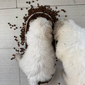 Great Pyrenees Dogs Available for Adoption in San Diego, California - Pyrenees Puppies  | PetCurious