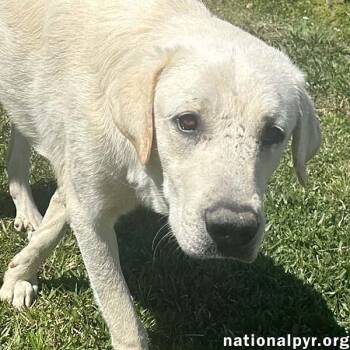 Rescue Great Pyrenees Dogs for Adoption in Beacon, New York - Hudson In LA - Loves Back Scratches! | PetCurious