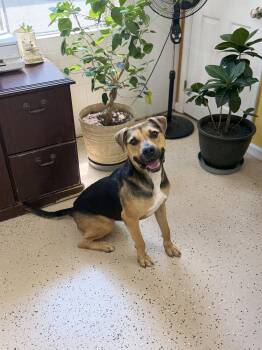 Loki -  German Shepherd Dog and Beagle Dog for Adoption in York, South Carolina - Loki | PetCurious