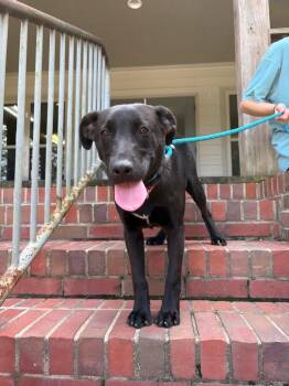 Pit Bull Terrier Dogs Available for Adoption in Oswego, Illinois - Foster Bridget! | PetCurious