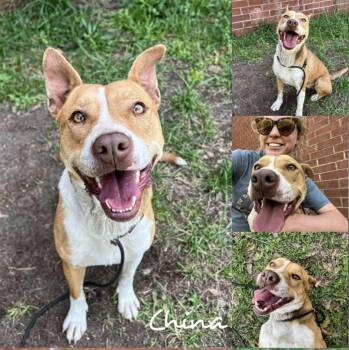 Rescue Staffordshire Bull Terrier and Pit Bull Terrier Dogs for Adoption in Fairhope, Alabama - China | PetCurious