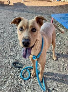 GURTRUDE -  Labrador Retriever and Mixed Breed Dog for Adoption in Albuquerque, New Mexico - GURTRUDE | PetCurious