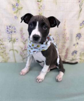 Cheese -  Border Collie Dog for Adoption in Aurora, Colorado - Cheese | PetCurious