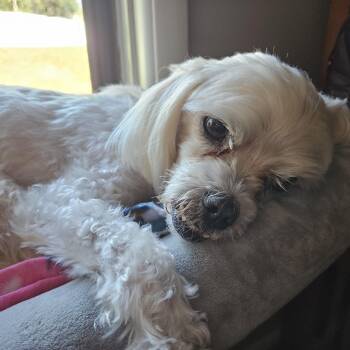 TOBY -  Shih Tzu and Maltese Dog for Adoption in Eden Prairie, Minnesota - TOBY | PetCurious