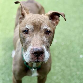 Pit Bull Terrier Dogs Available for Adoption in Greensboro, North Carolina - Tyra | PetCurious