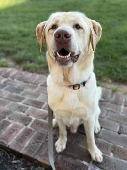 Miles -  Labrador Retriever Dog for Adoption in Warrington, Pennsylvania - Miles | PetCurious