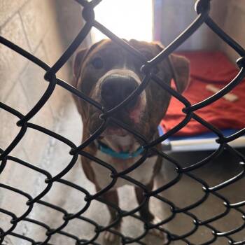 Terrier and American Staffordshire Terrier Dogs Available for Adoption in Clearwater, Florida - Diesel | PetCurious